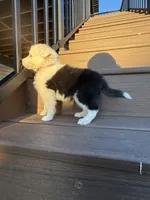 Orange Collar Male, a male Border Collie for sale in Milton, WI – Photo 2 of 2