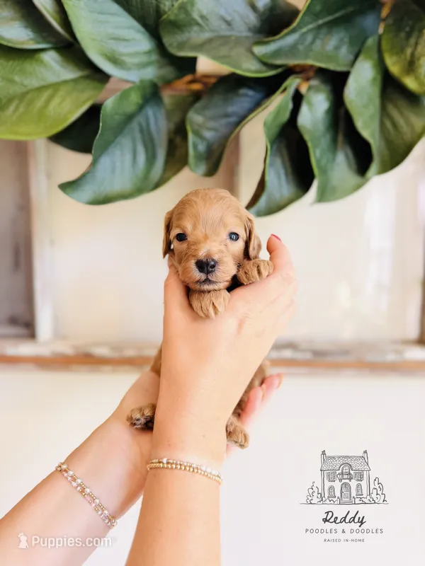 Beau - Petite  – Goldendoodle, Miniature Goldendoodle puppy for sale in Elizabethtown, KY