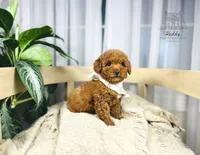 Orchard - Petite Size , a male Goldendoodle and Miniature Goldendoodle for sale in Elizabethtown, KY – 2 of 2