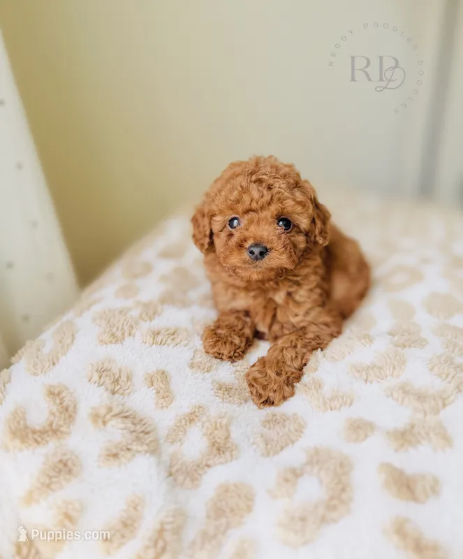Ray - Toy Size – Goldendoodle puppy for sale in Elizabethtown, KY
