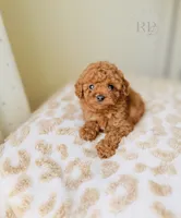 Ray - Toy Size, a male Goldendoodle for sale in Elizabethtown, KY – 1 of 1
