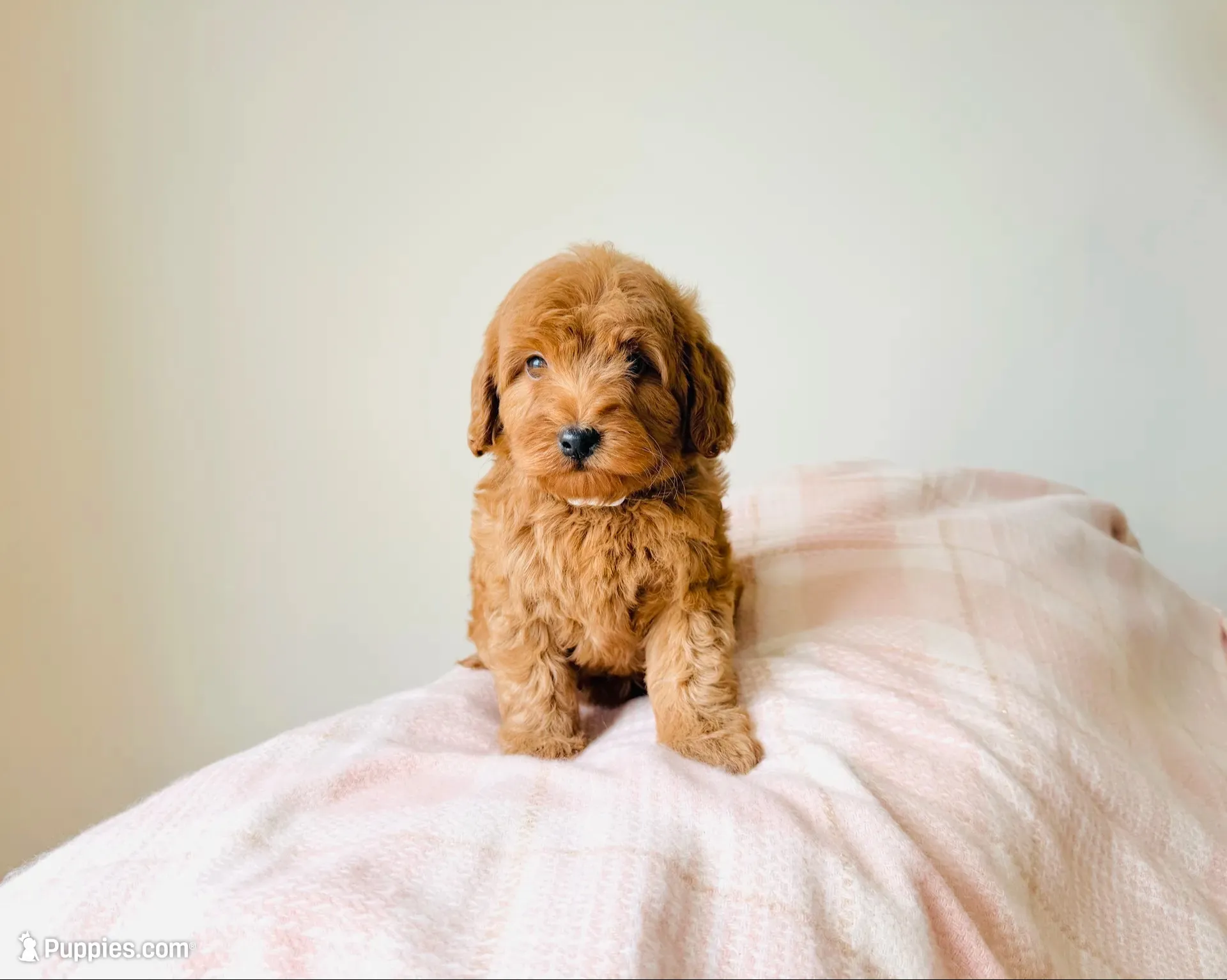 Cider - Petite Size , a female Goldendoodle and Miniature Goldendoodle for sale in Elizabethtown, KY – 1 of 2