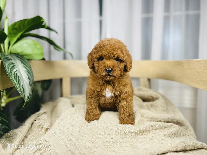 Orchard - Petite Size  – Goldendoodle, Miniature Goldendoodle puppy for sale in Elizabethtown, KY