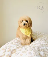 Sundae - Toy Size, a male Miniature Goldendoodle for sale in Elizabethtown, KY – 1 of 2