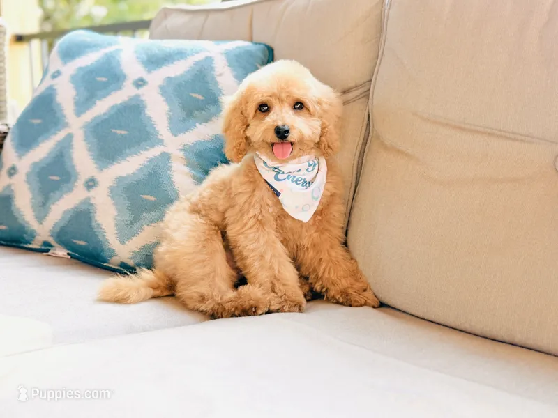 Sundae - Toy Size – Miniature Goldendoodle puppy for sale in Elizabethtown, KY