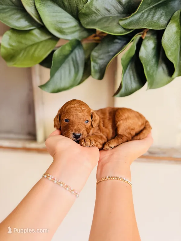 Pearl - Petite – Goldendoodle, Miniature Goldendoodle puppy for sale in Elizabethtown, KY