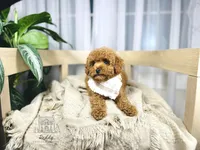 Mac - Petite Size, a male Goldendoodle and Miniature Goldendoodle for sale in Elizabethtown, KY – 2 of 2