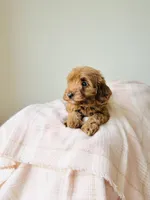 Honey - Petite Size, a female Goldendoodle and Miniature Goldendoodle for sale in Elizabethtown, KY – 2 of 2