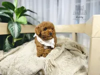 Orchard - Petite Size , a male Goldendoodle and Miniature Goldendoodle for sale in Elizabethtown, KY – 1 of 2