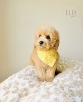 Sundae - Toy Size, a male Goldendoodle for sale in Elizabethtown, KY – 2 of 2