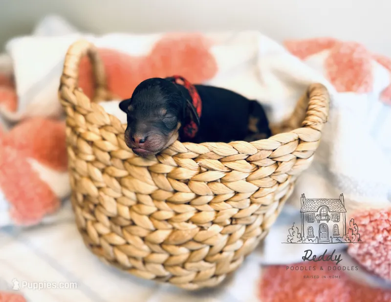 Caspian - Petite – Goldendoodle, Miniature Goldendoodle puppy for sale in Elizabethtown, KY