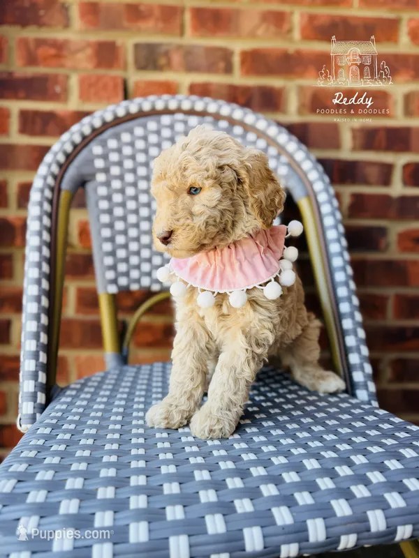 Peep – Labradoodle puppy for sale in Elizabethtown, KY