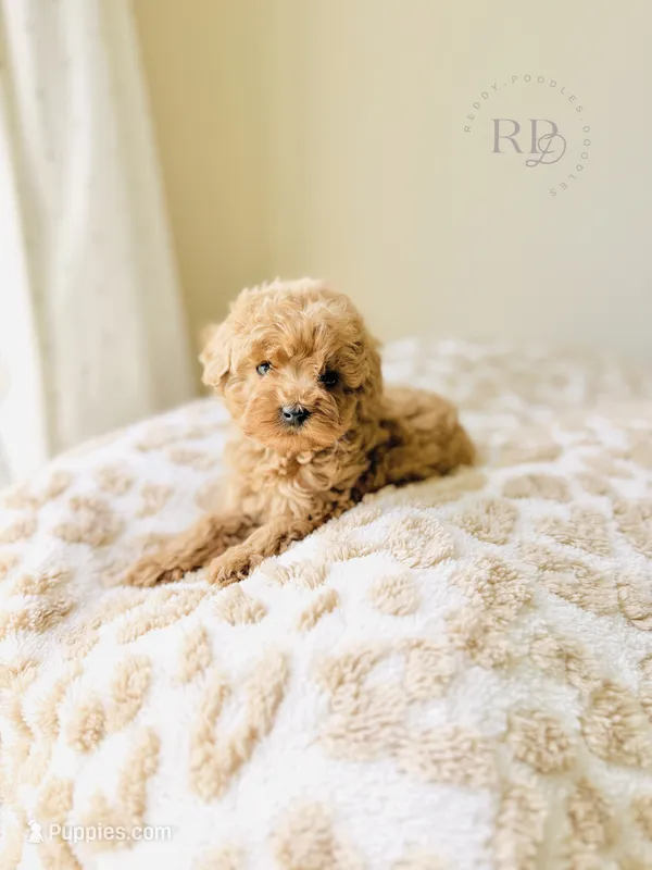 Sunny - Toy Size – Goldendoodle puppy for sale in Elizabethtown, KY