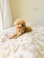 Sunny - Toy Size, a male Goldendoodle for sale in Elizabethtown, KY – 1 of 1
