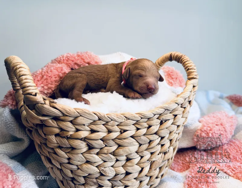 Savannah - Petite – Goldendoodle, Miniature Goldendoodle puppy for sale in Elizabethtown, KY