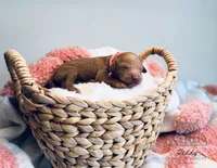 Savannah - Petite, a female Goldendoodle and Miniature Goldendoodle for sale in Elizabethtown, KY – 1 of 1