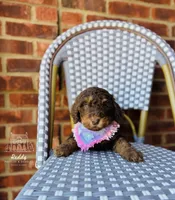 Godiva, a female Labradoodle for sale in Elizabethtown, KY – 1 of 1