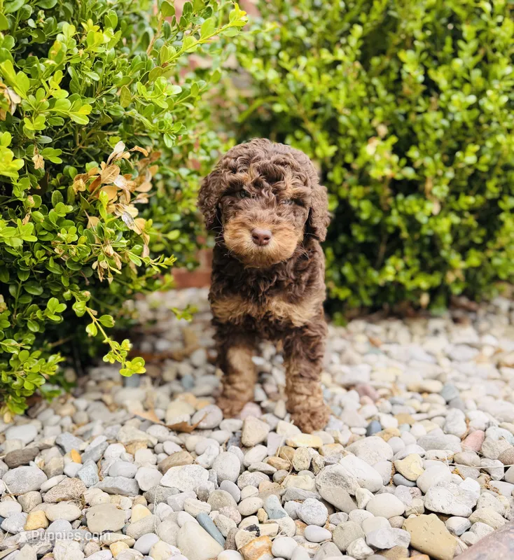 Godiva – Labradoodle puppy for sale in Elizabethtown, KY