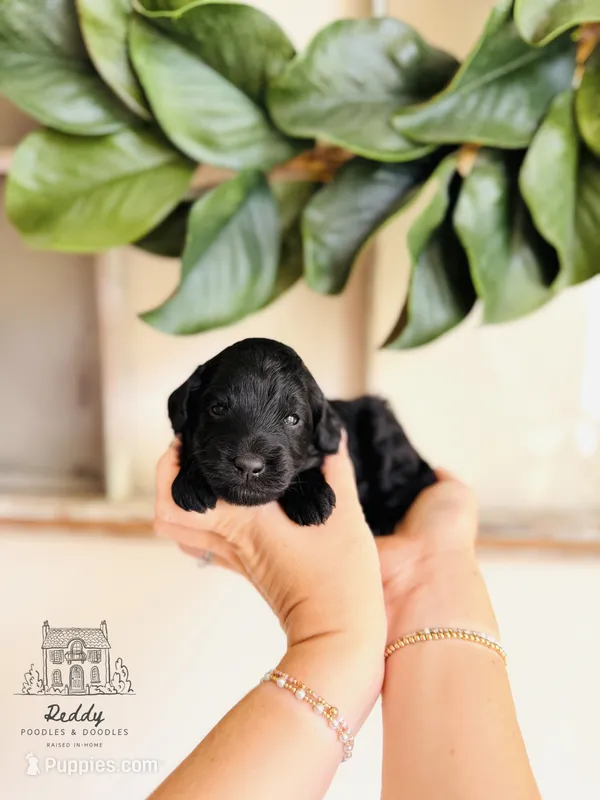 Cypress - Petite – Goldendoodle, Miniature Goldendoodle puppy for sale in Elizabethtown, KY