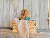 Sunny - Micro Size, a male Goldendoodle and Miniature Goldendoodle for sale in Elizabethtown, KY – 3 of 3