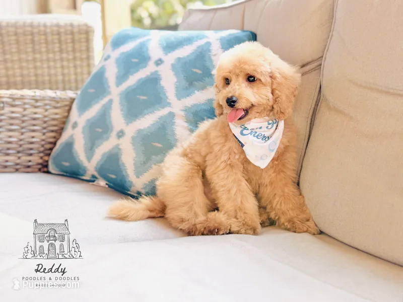 Sundae - Toy Size – Goldendoodle puppy for sale in Elizabethtown, KY