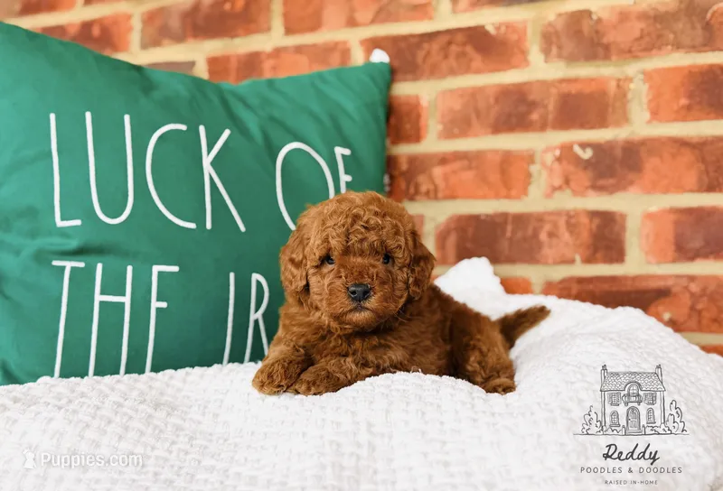 Everest - Petite – Miniature Goldendoodle puppy for sale in Elizabethtown, KY