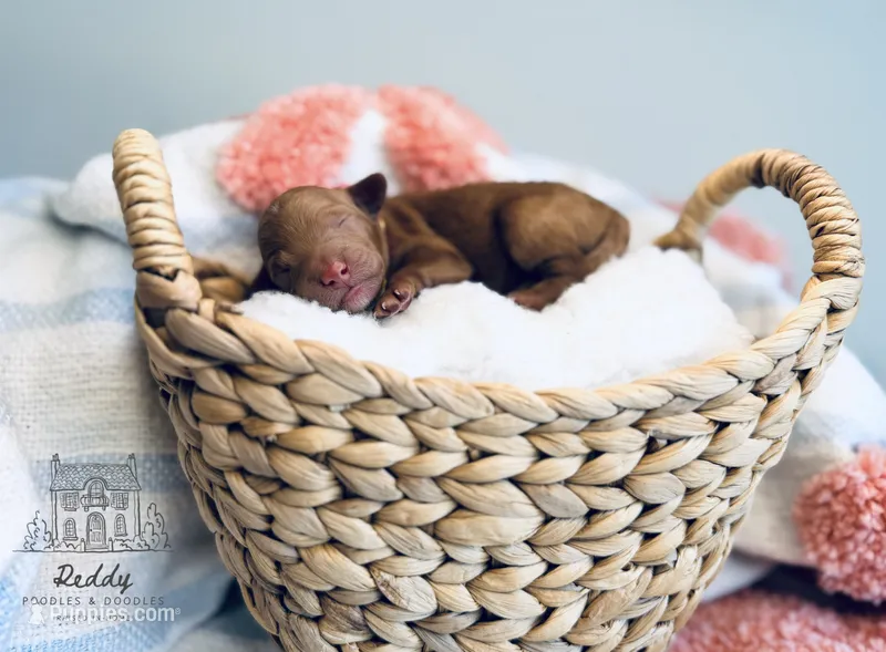 Pearl - Petite – Goldendoodle, Miniature Goldendoodle puppy for sale in Elizabethtown, KY