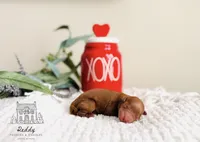 Clay - Petite Size, a male Goldendoodle for sale in Elizabethtown, KY – Photo 2 of 2