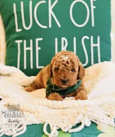 Grove - Petite, a male Miniature Goldendoodle for sale in Elizabethtown, KY – Photo 3 of 4