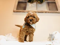 Grove - Petite, a male Miniature Goldendoodle for sale in Elizabethtown, KY – Photo 1 of 4