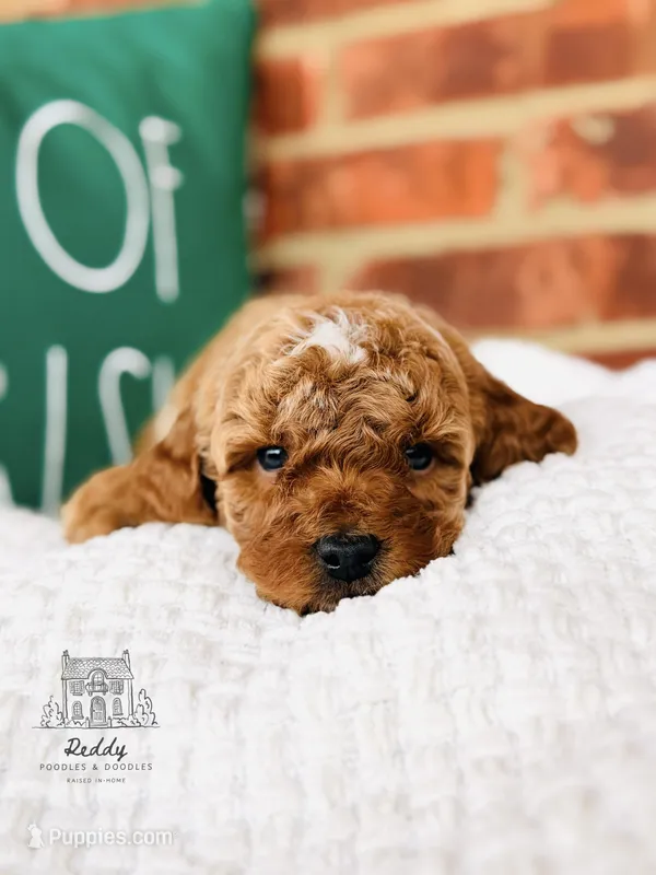 Grove - Petite – Miniature Goldendoodle puppy for sale in Elizabethtown, KY