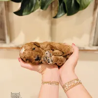 Grove - Petite, a male Miniature Goldendoodle for sale in Elizabethtown, KY – Photo 4 of 4