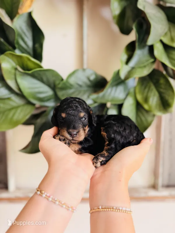 Caspian - Petite – Goldendoodle, Miniature Goldendoodle puppy for sale in Elizabethtown, KY