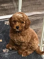 Grove - Petite, a male Goldendoodle and Miniature Goldendoodle for sale in Elizabethtown, KY – 2 of 2