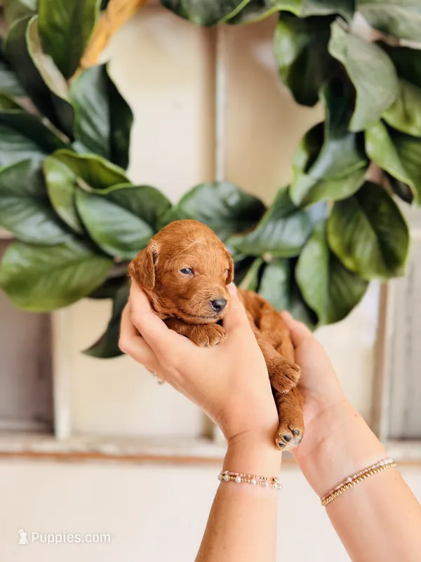 Savannah - Petite – Goldendoodle, Miniature Goldendoodle puppy for sale in Elizabethtown, KY