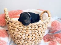 Cypress - Petite, a female Goldendoodle and Miniature Goldendoodle for sale in Elizabethtown, KY – 1 of 1