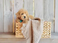 Sunny - Micro Size, a male Goldendoodle and Miniature Goldendoodle for sale in Elizabethtown, KY – 2 of 3