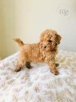 Apollo - Toy Size, a male Goldendoodle for sale in Elizabethtown, KY – 1 of 1