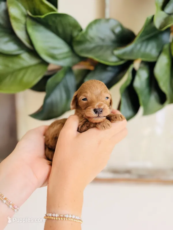 Beau - Petite  – Goldendoodle, Miniature Goldendoodle puppy for sale in Elizabethtown, KY