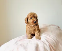 Cider - Petite Size , a female Goldendoodle and Miniature Goldendoodle for sale in Elizabethtown, KY – 2 of 2