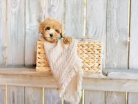 Sunny - Micro Size, a male Goldendoodle and Miniature Goldendoodle for sale in Elizabethtown, KY – 1 of 3