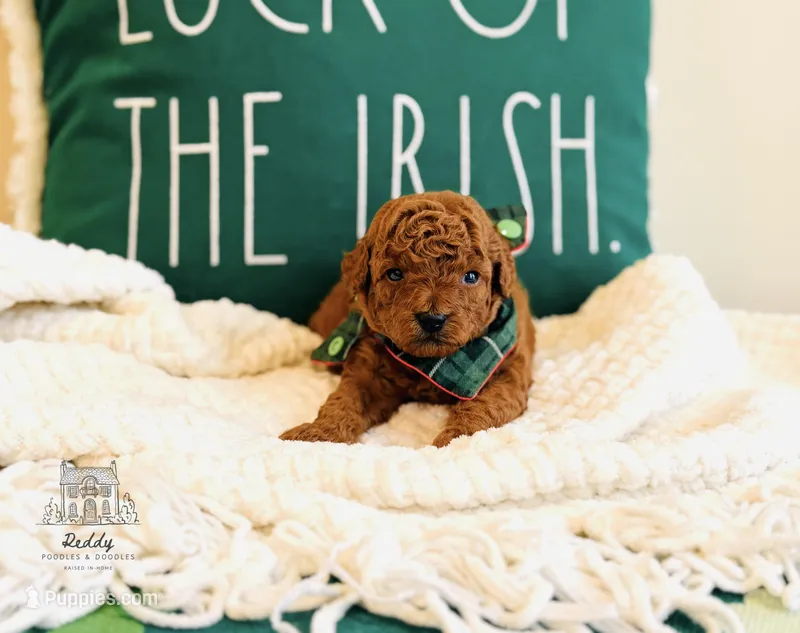 Clay - Petite – Miniature Goldendoodle puppy for sale in Elizabethtown, KY