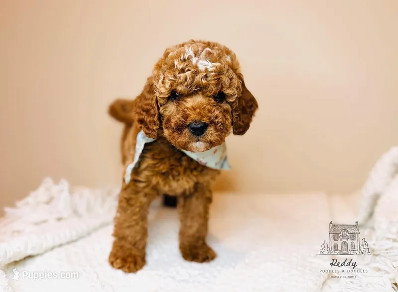 Grove - Petite – Goldendoodle, Miniature Goldendoodle puppy for sale in Elizabethtown, KY