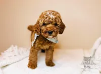 Grove - Petite, a male Goldendoodle and Miniature Goldendoodle for sale in Elizabethtown, KY – 1 of 2