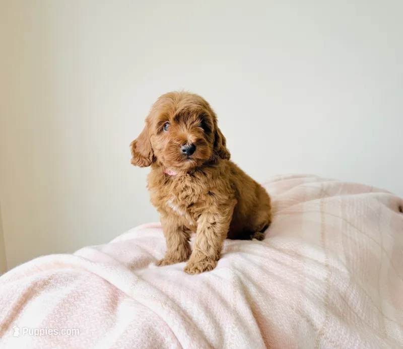 Honey - Petite Size – Goldendoodle, Miniature Goldendoodle puppy for sale in Elizabethtown, KY