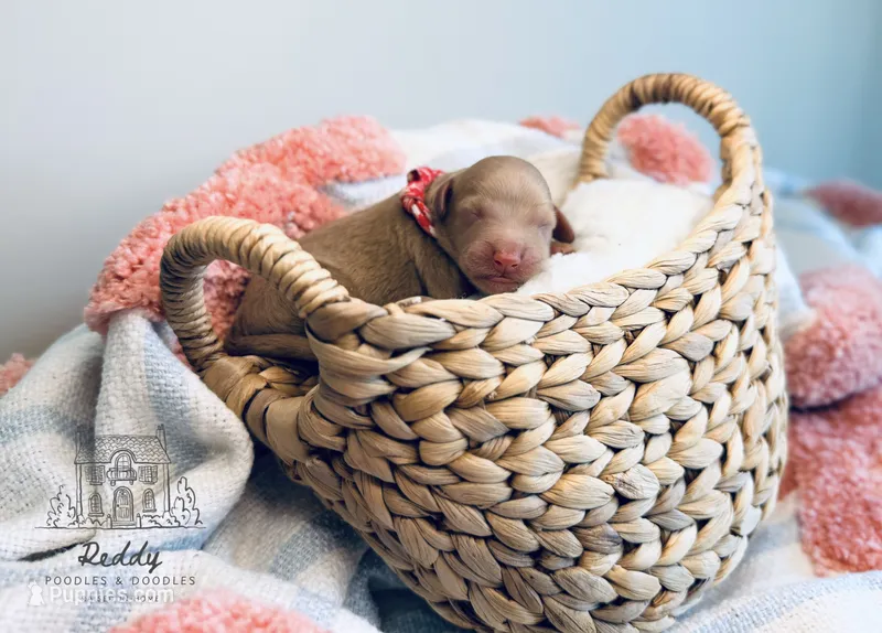 Beau - Petite  – Goldendoodle, Miniature Goldendoodle puppy for sale in Elizabethtown, KY