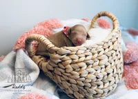 Beau - Petite , a female Goldendoodle and Miniature Goldendoodle for sale in Elizabethtown, KY – 1 of 1