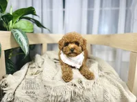 Mac - Petite Size, a male Goldendoodle and Miniature Goldendoodle for sale in Elizabethtown, KY – 1 of 2