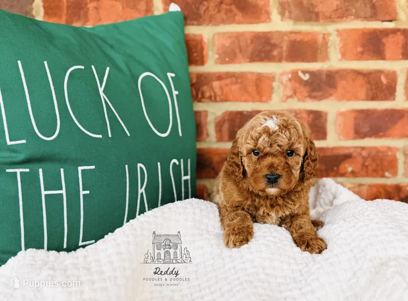 Grove - Petite Size – Goldendoodle puppy for sale in Elizabethtown, KY