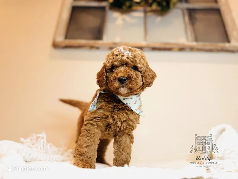 Grove - Petite Size – Goldendoodle puppy for sale in Elizabethtown, KY